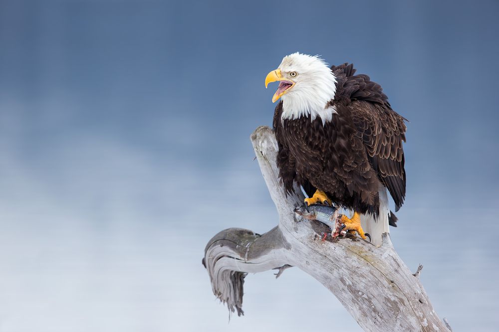 Bald eagles with fish on perch with blue bkgd_E7T0913-Kachemak Bay, Homer, AK.jpg