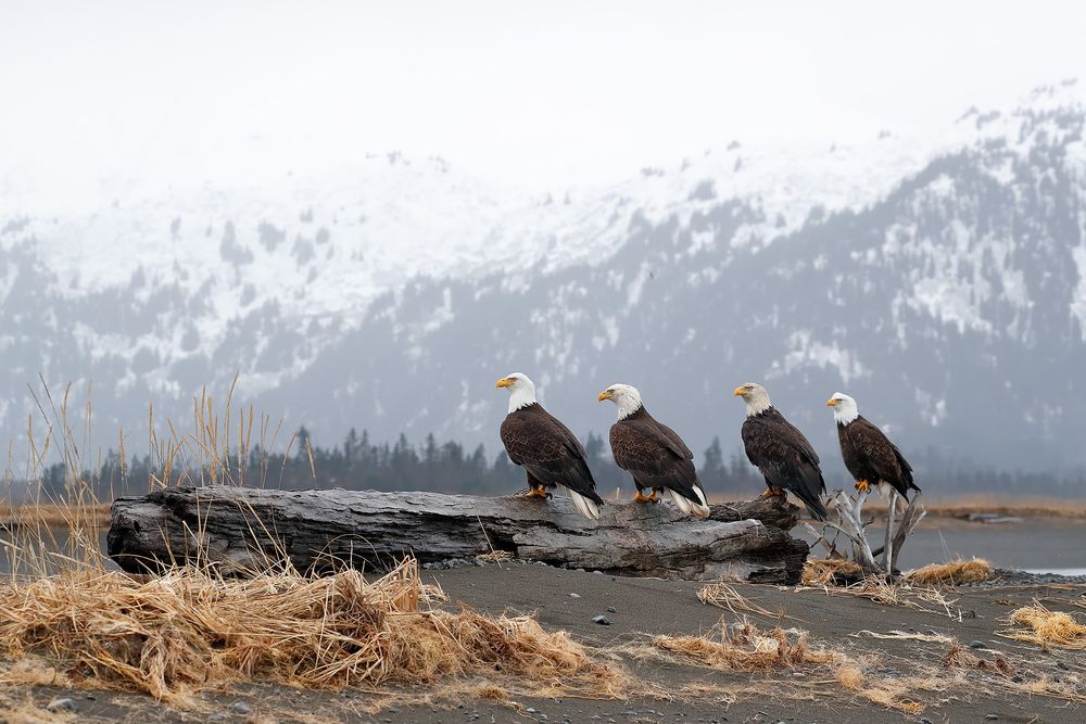 Bald eagles on driftwood_A3I0140-Kachemak Bay, Kenai Penisula, AK, USA.jpg