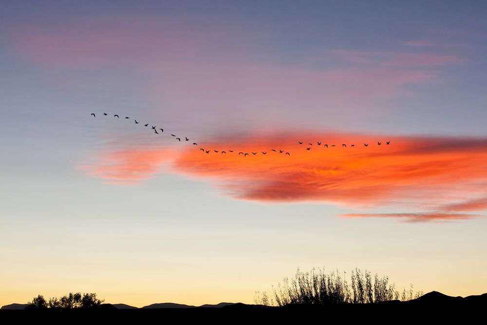 Snow-geese-flying-off-into-sun-set-with-orange-cloud-23100201-Bosque-del-Apache-NWR,-San-Antonio,-NM.jpg