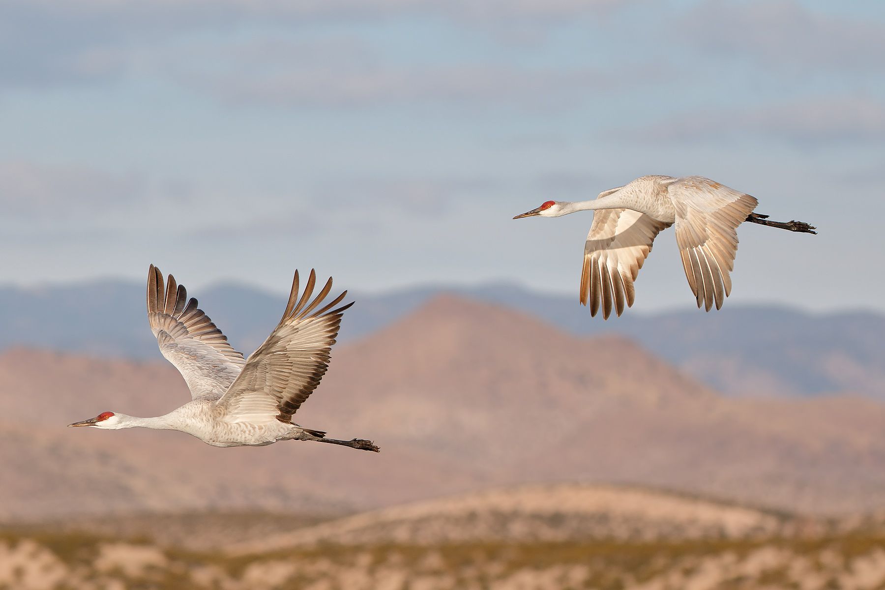 Sandhill-cranes-flying-in-sync-with-mountain-bkgd_44A0532-Bosque-del-Apache-NWR,-San-Antonio,-NM,-USA.jpg
