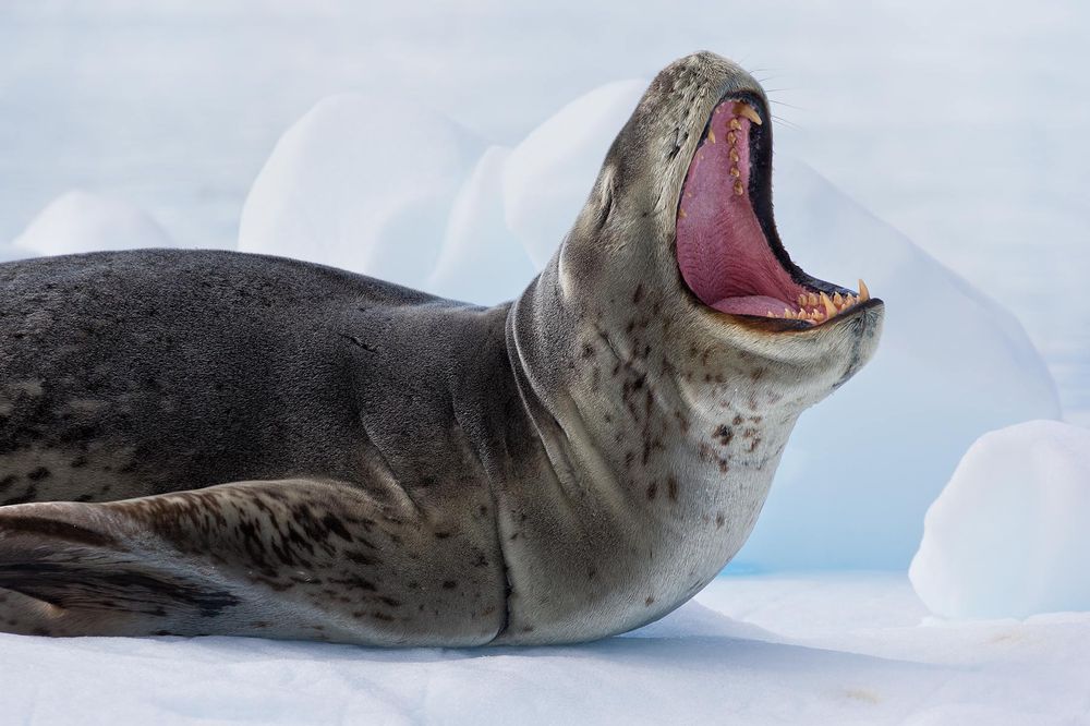 Leopard-Seal-pointing-up-with-open-mouth_E7T0549-Cierva-Cove,-Antarctica.jpg