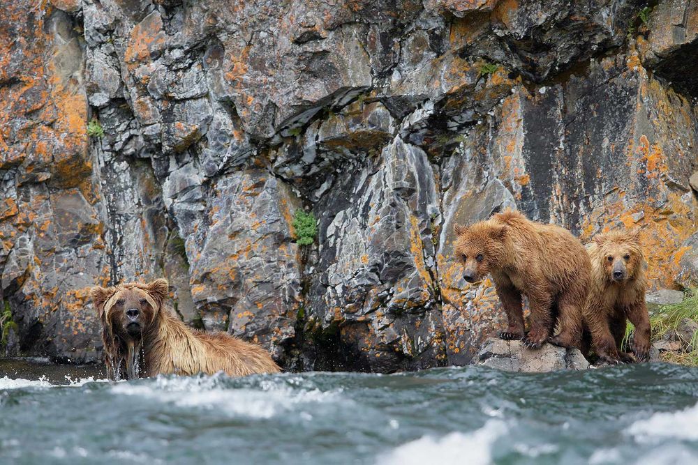 Coastal-brown-bear-and-cubs-fishing_44A3542-Alagnak-River,-Katmai-National-Park-&-Preserve,-AK,-USA.jpg