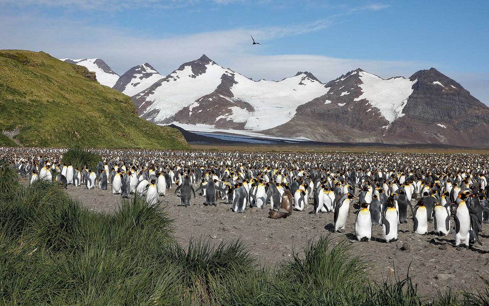 King penguin colony and mountains_83A3940-Salisbury Plain, Bay of Isles, South Georgia Island.jpg