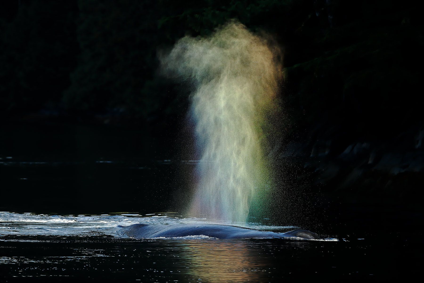 Humpback-whale-with-rainbow-spray-backlit_A3I1876-Gribbell-Island,-British-Columbia,-Canada.jpg