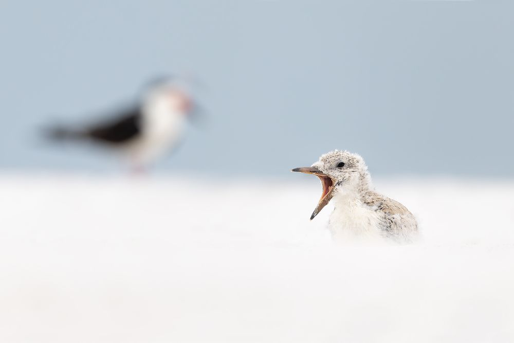 Black-skimmer-chick-yawning-II_D8A2260-St-Petersburg-Beach,-FL,-USA.jpg