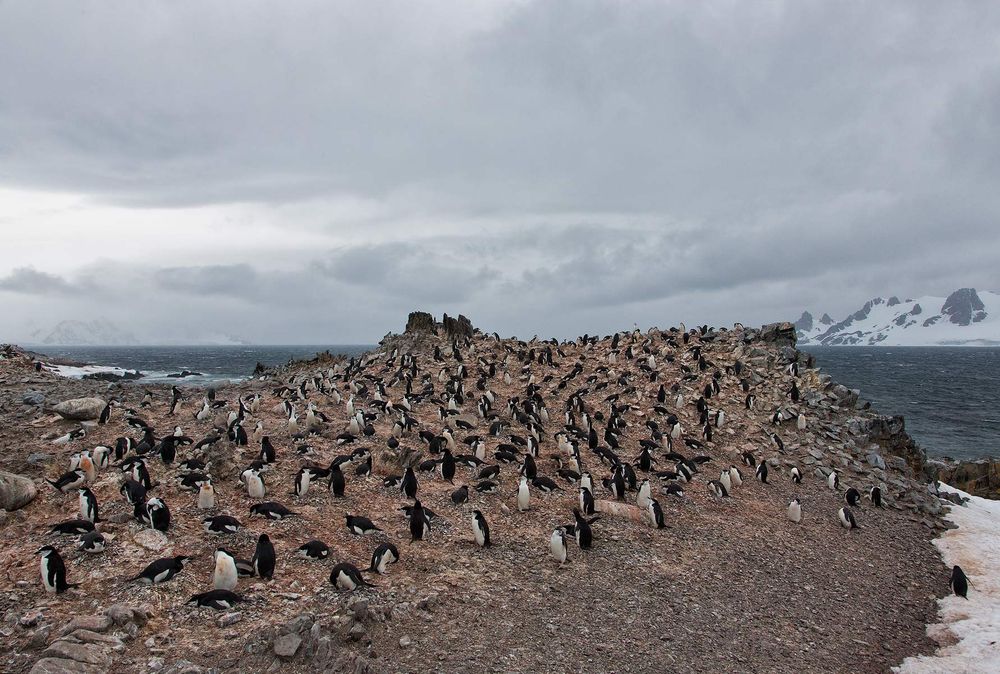 Chinstrap-colony-an-rocks-at-Half-Moon-Island_S6A7814-Half-Moon-Island,-Antarctica.jpg
