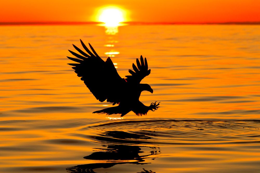 Bald-eagle-catching-fish-at-sun-set-E07G1025-Kachemak-Bay,-Homer,-AK.jpg