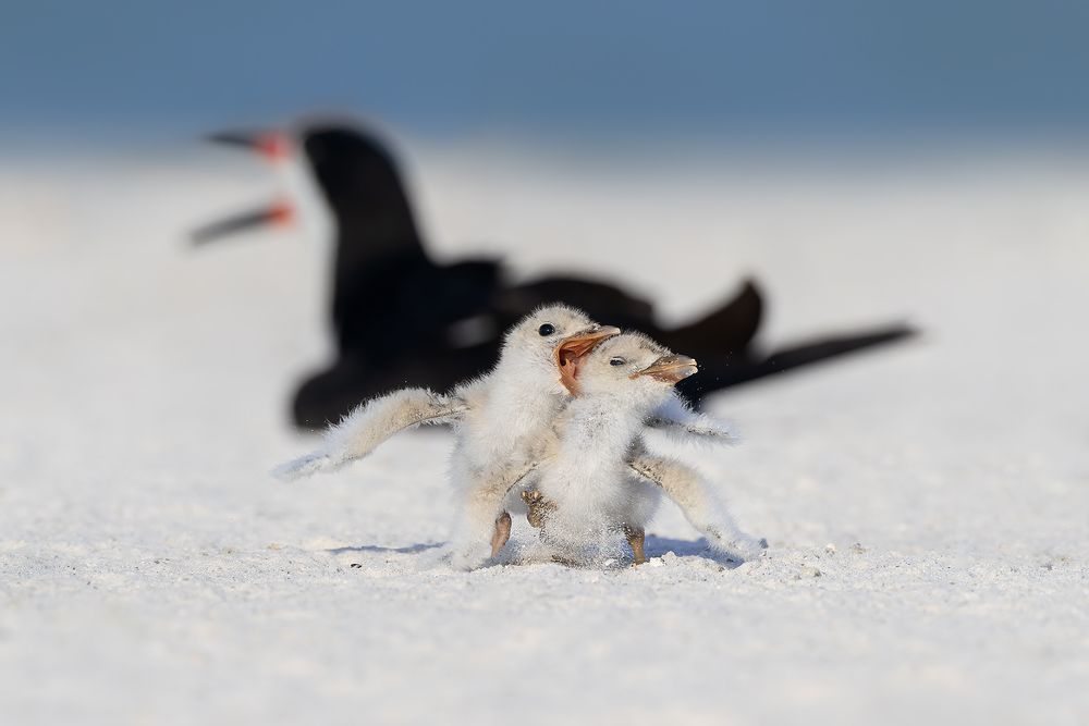 Black-skimmer-chicks-squabbling_D8A1563-St-Petersburg-Beach,-FL,-USA.jpg