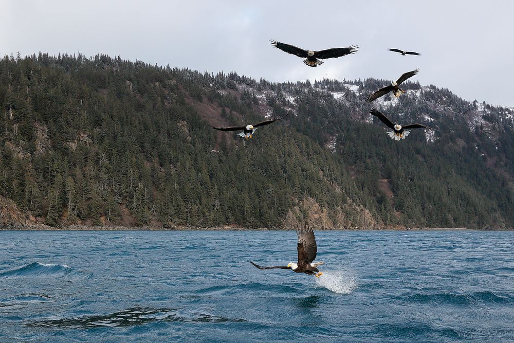 Bald eagle fishing wide angle view_A3I9307-Kachemak Bay, Kenai Penisula, AK, USA.jpg