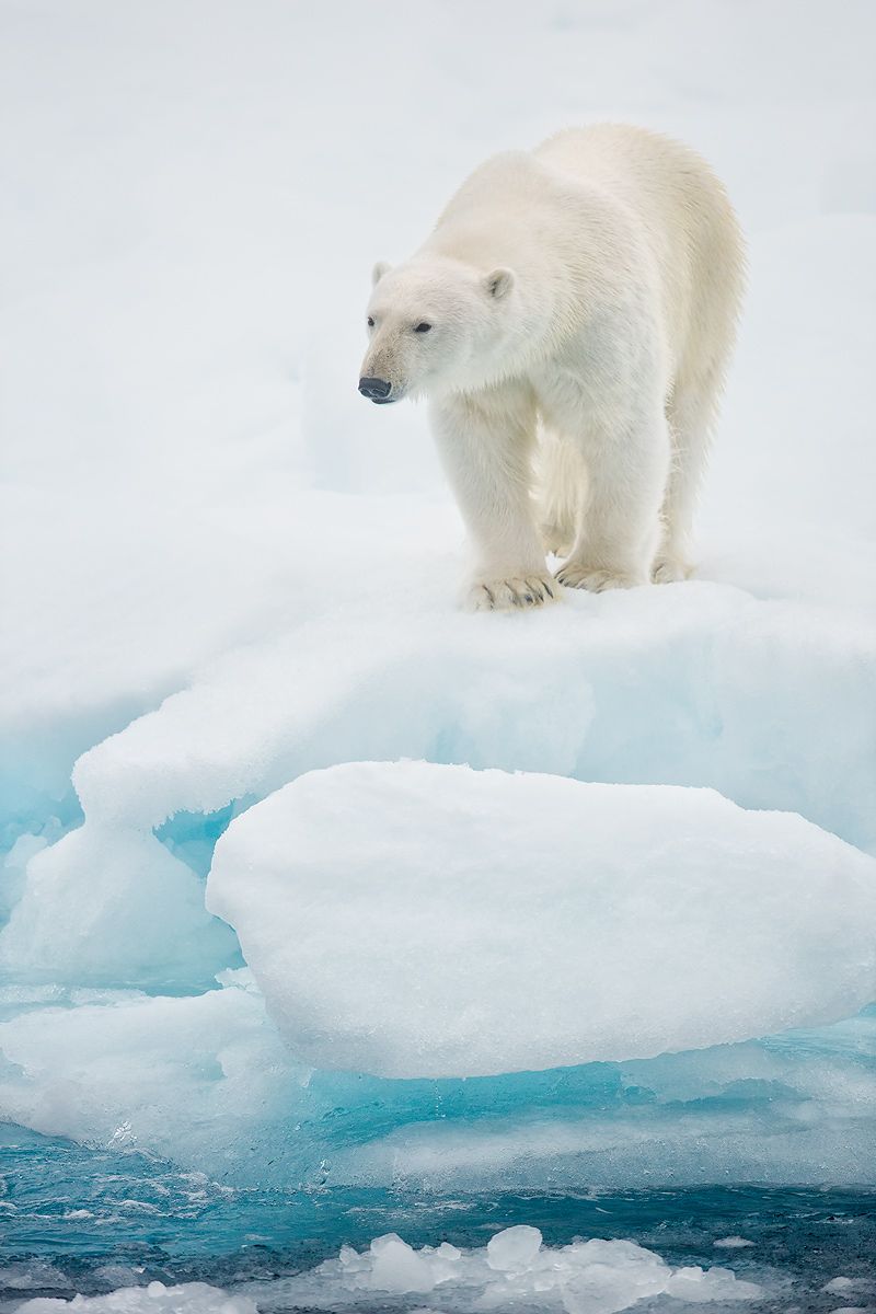 Polar-bear-standing-on-sea-ice-vertical_B8R4905-Sea-ice-at-81-degree-North,-Svalbard,-Arctic.jpg