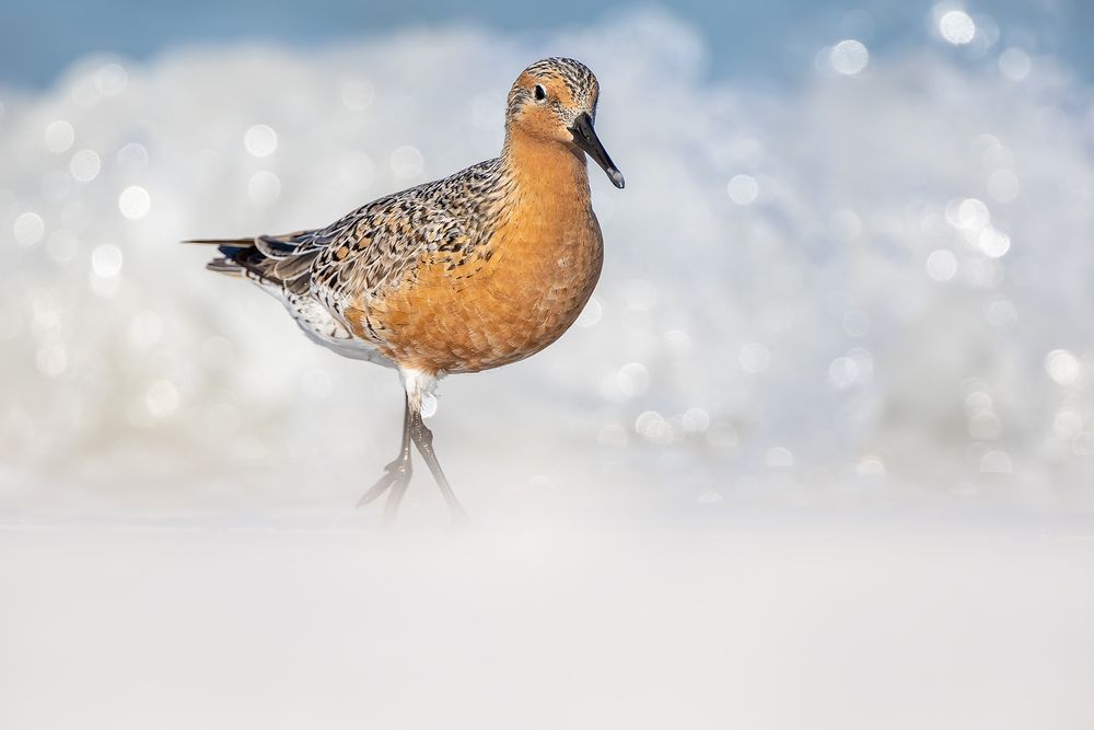Red-knot-walking-with-breaking-surf_F7A4741-Fort-de-Soto,-FL.jpg