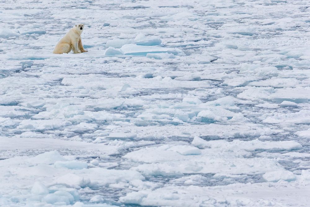 Polar-bear-overlooking-the-sea-ice_E7T4890-Sea-ice-at-82-degree-North,-Svalbard,-Arctic.jpg