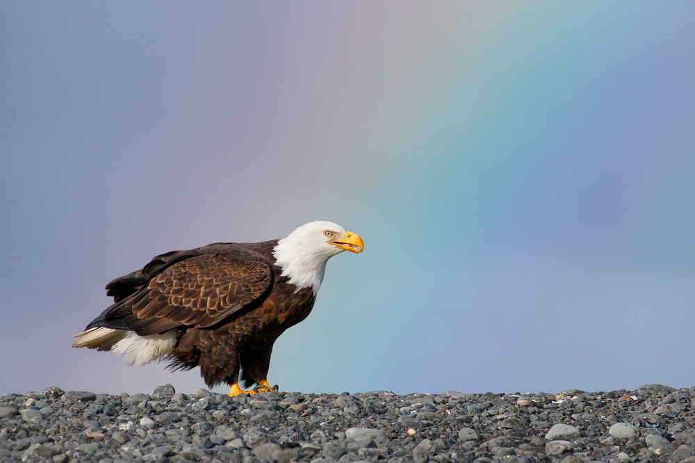 Bald eagle with rainbow_44A7120-Kachemak Bay, Homer, Alaska, USA.jpg