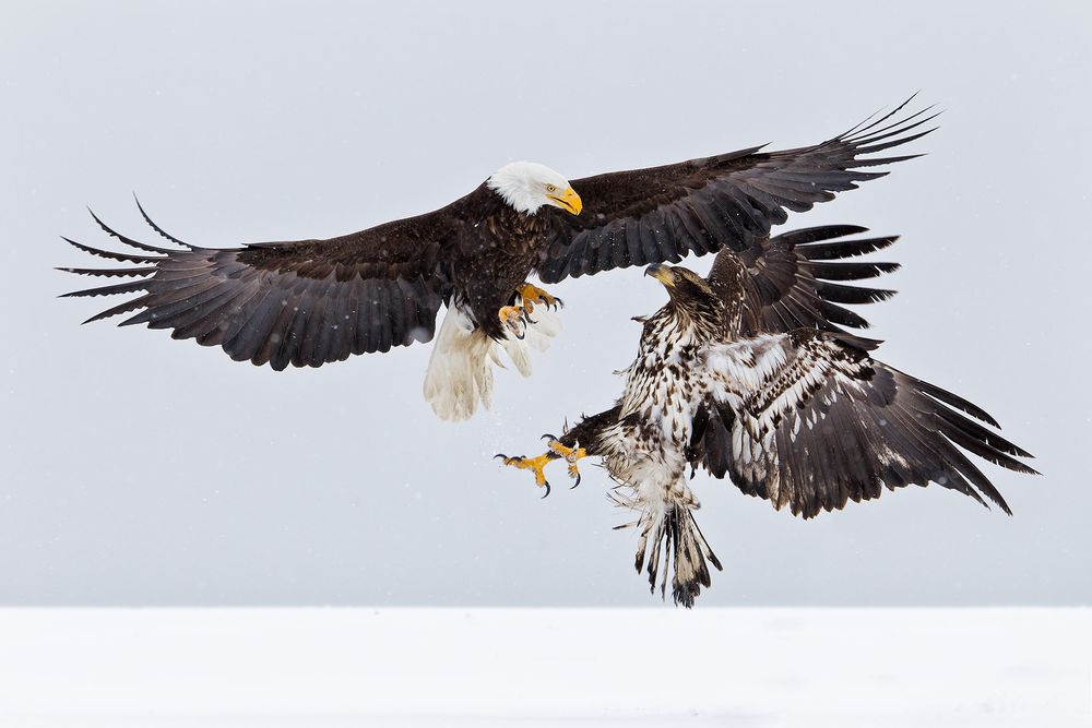 Bald-eagle-and-Juvenile-eagle-fighting-in-the-air-E07G9046-Kachemak-Bay,-Homer,-AK.jpg