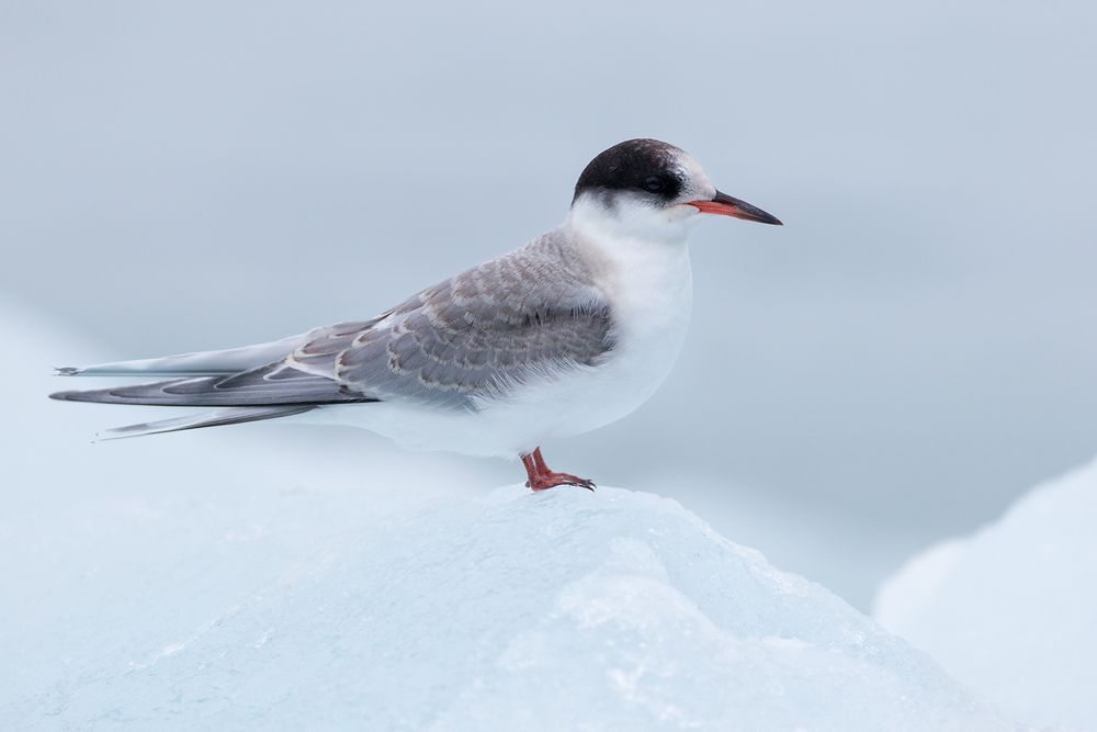 Arctic-tern-juvile-on-ice_B8R5711-Lilliehookbreen,-Svalbard,-Arctic.jpg