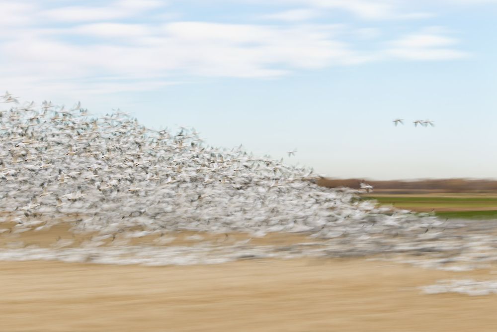 Snow-geese-blast-off-blur-with-green-fields_E07G4076-Bosque-del-Apache-NWR,-San-Antonio,-NM.jpg