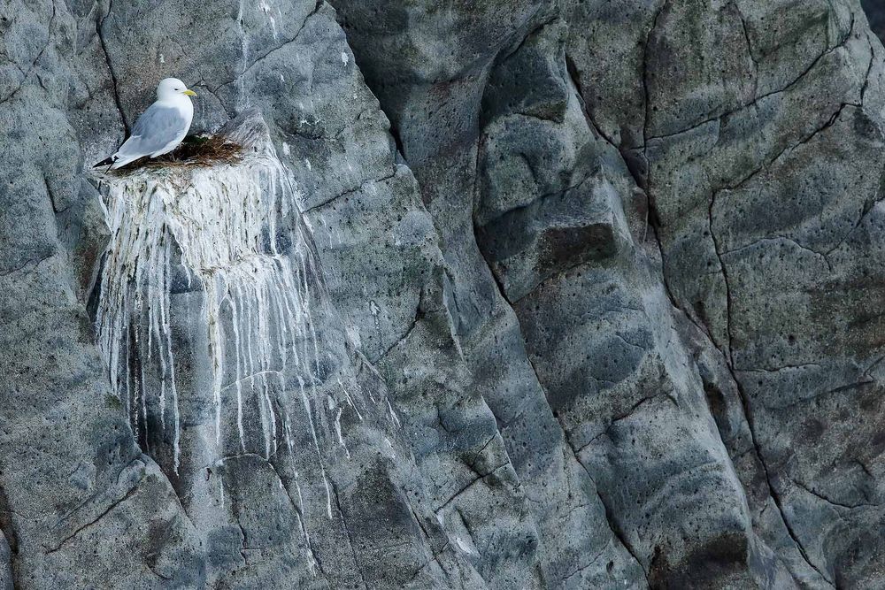 Kittiwake-nest-on-steep-cliff_44A1969-Arnarstapi,-West-Iceland.jpg
