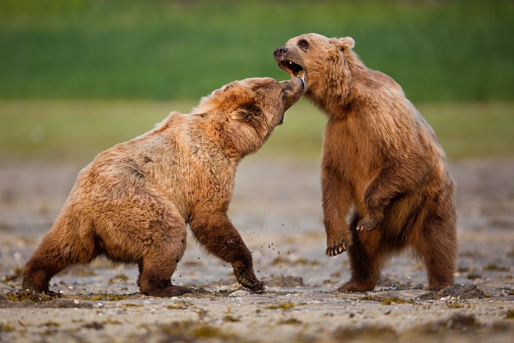 Coastal Brown Bears threathening each other_W7C6656-Geographic Harbor, Katmai NP, AK.jpg