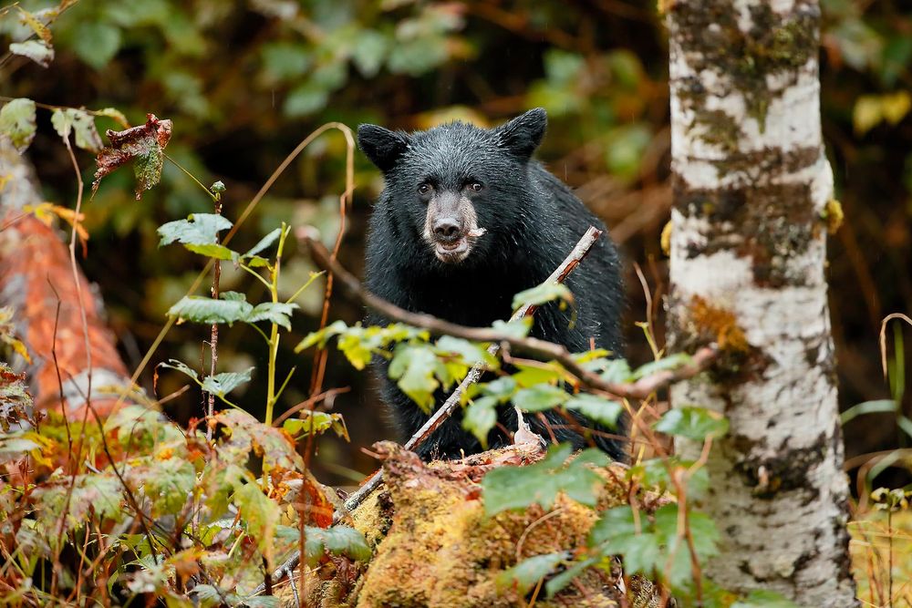 Black-bear-cub-eating-salmon_E7T2513-Gribbell-Island,-British-Columbia,-Canada,.jpg