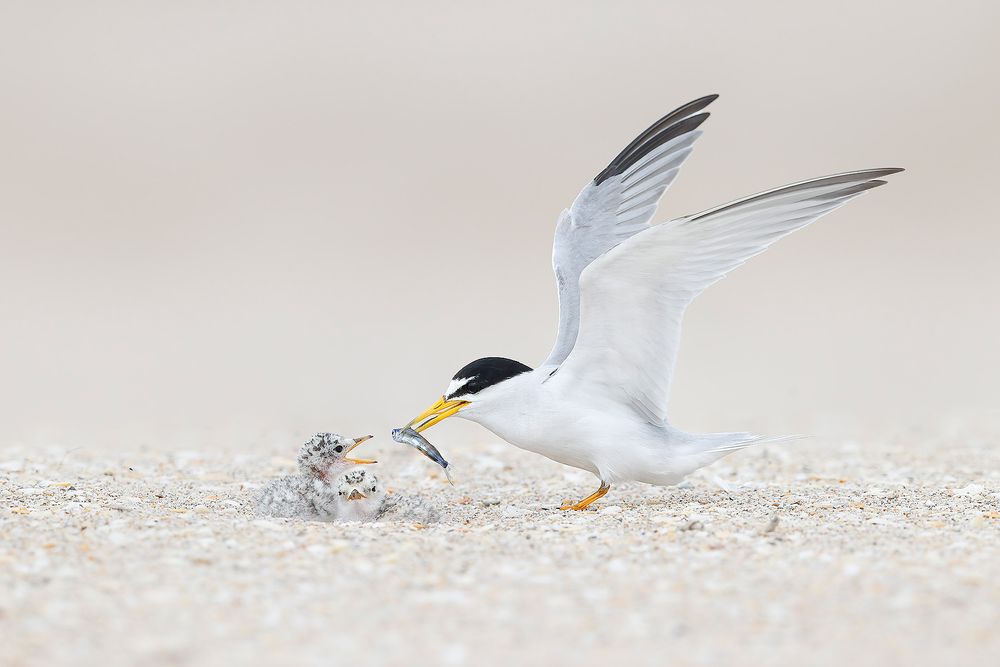 Least-tern-offering-fish-to-chick_74I9638-Pompano-Beach,-Florida,-USA.jpg