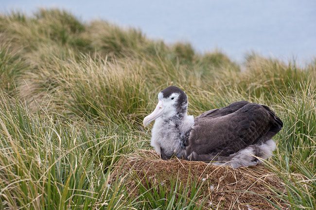 Wandering-Albatross-chick-on-nest_E7T3288-Prion-Island-South-Georgia-Islands.jpg