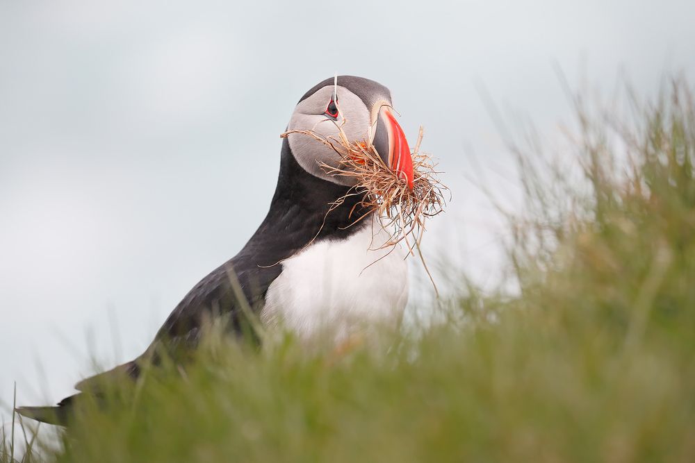 Atlantic-puffin-with-grass-in-his-beak_A3I3189-Latrabjarg,-West-Iceland.jpg