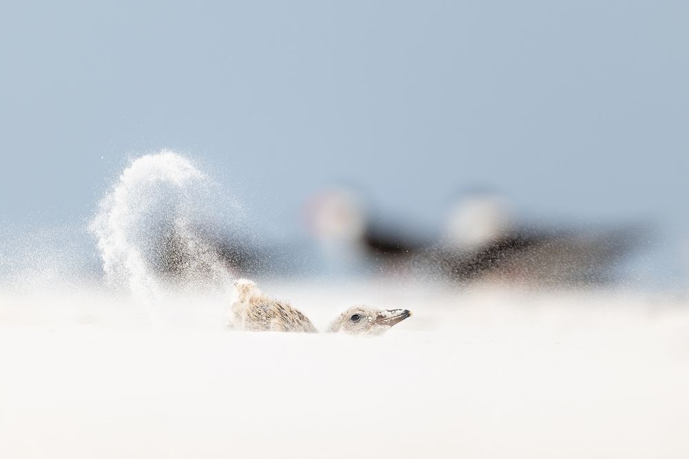 Black-skimmer-chick-throwing-up-sand_D8A2493-St-Petersburg-Beach,-FL,-USA.jpg