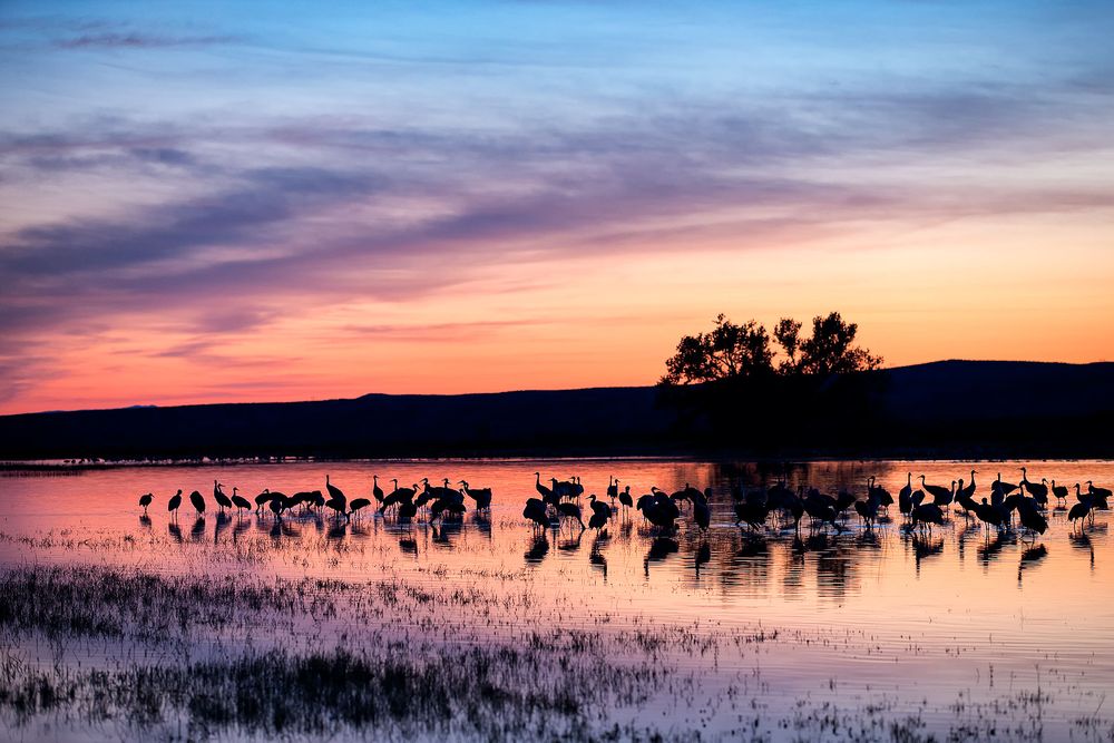 Sunset-at-the-crane-pool-with-pink-light_E7T4189-Bosque-del-Apache-NWR,-San-Antonio,-NM,-USA.jpg