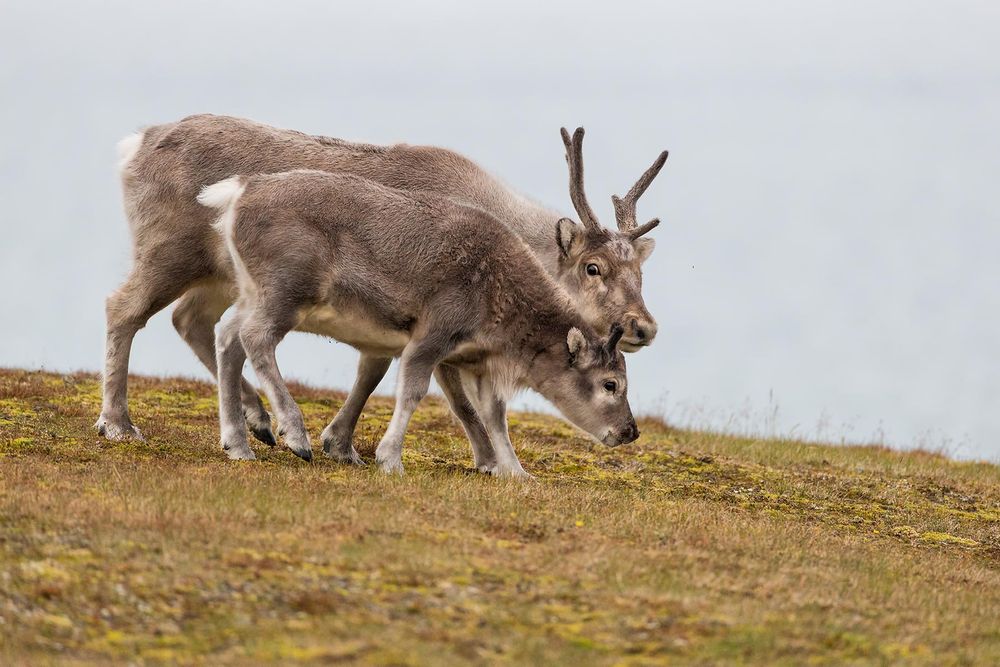 Raindeer-mother-and-calf-walking-together_B8R6101-Alkhornet,-Svalbard,-Arctic.jpg