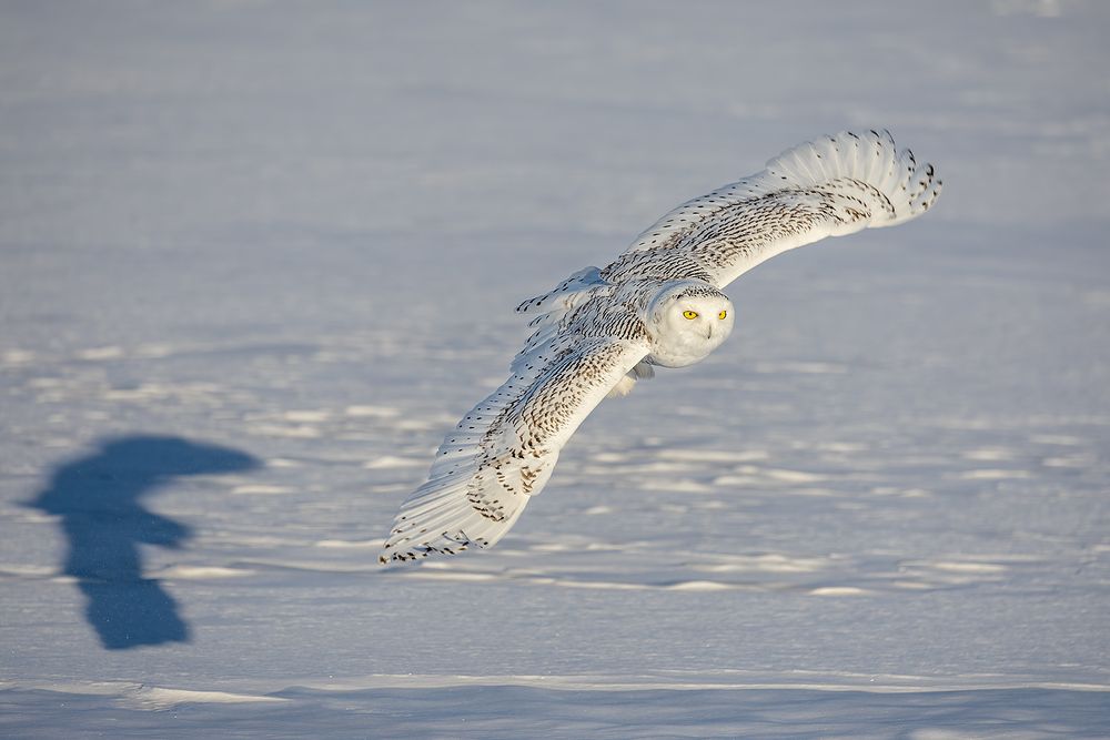 Snowy-owl-flying-into-sun_F7A9673.jpg