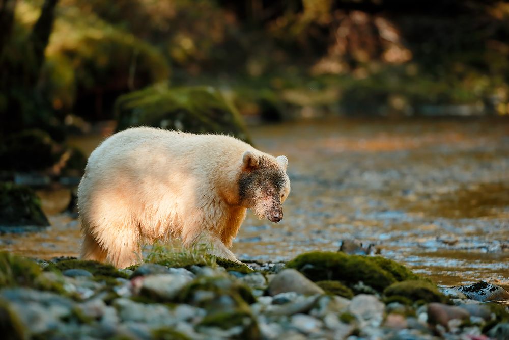 Spirit-bear-walking-along-the-river_E7T4818-Gribbell-Island,-British-Columbia,-Canada.jpg