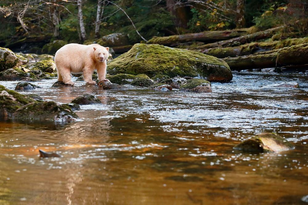 Spirit-bear-overlooking-the-river-for-salmon_E7T4044-Gribbell-Island,-British-Columbia,-Canada.jpg