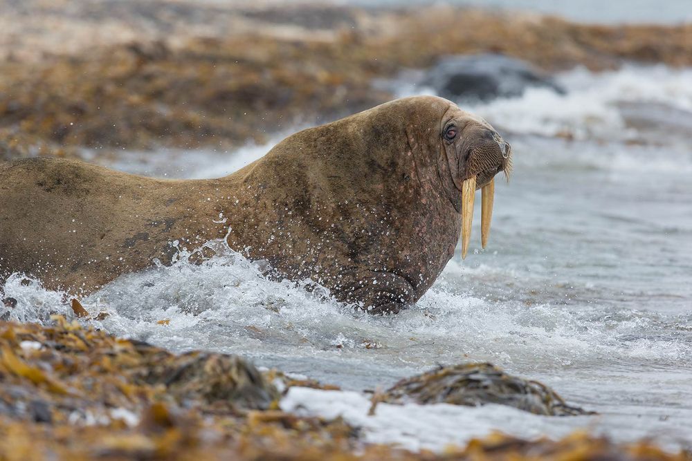 Walrus-entering-the-water-with-kelp_E7T4517-Lagoya,-Svalbard,-Arctic.jpg