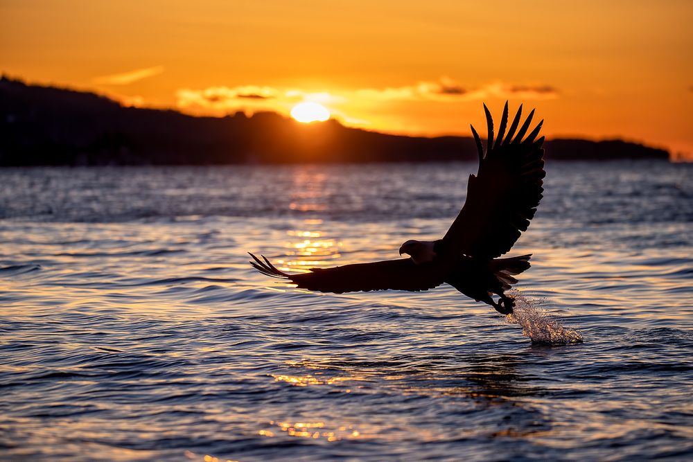 Bald eagle catching fish with sun setting orange sky_95I7917-Kachemak Bay, Kenai Peninsula, AK, USA.jpg