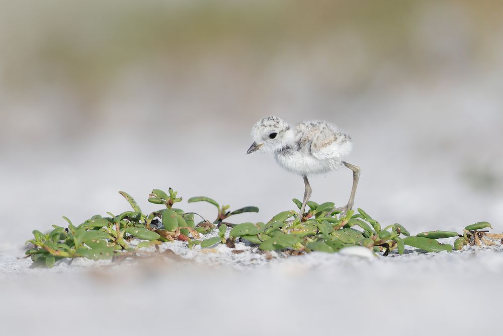 Snowy-Plover-chick-on-beach-vegetation_F0A2018-Fort-DeSoto-Park,-Tierra-Verde,-Florida,-USA.jpg