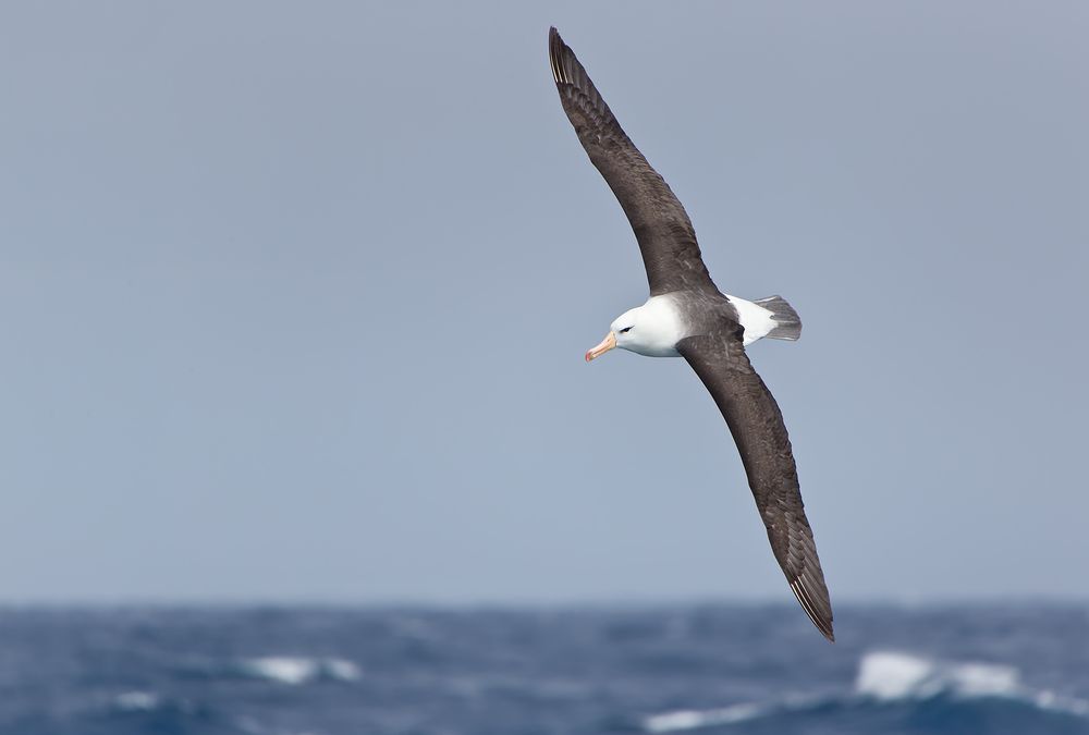Black-browned-Albatross-banking-with-ocean-bkgd_E7T1486-Southern-Ocean.jpg