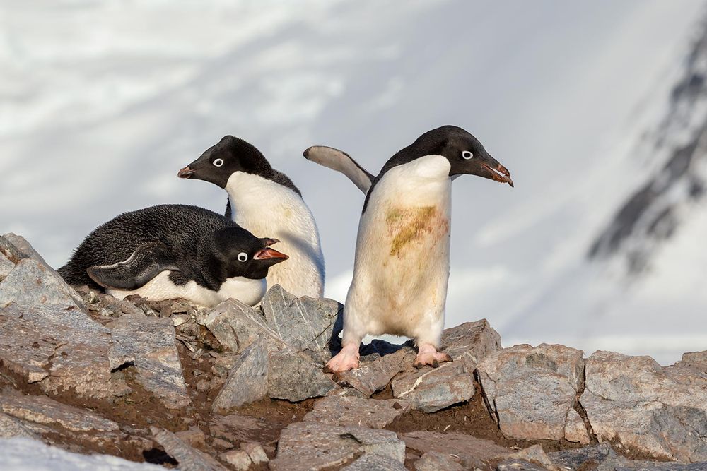 Adelie-penguin-stealing-a-stone_E7T6934-Petermann-Island,-Antarctica.jpg