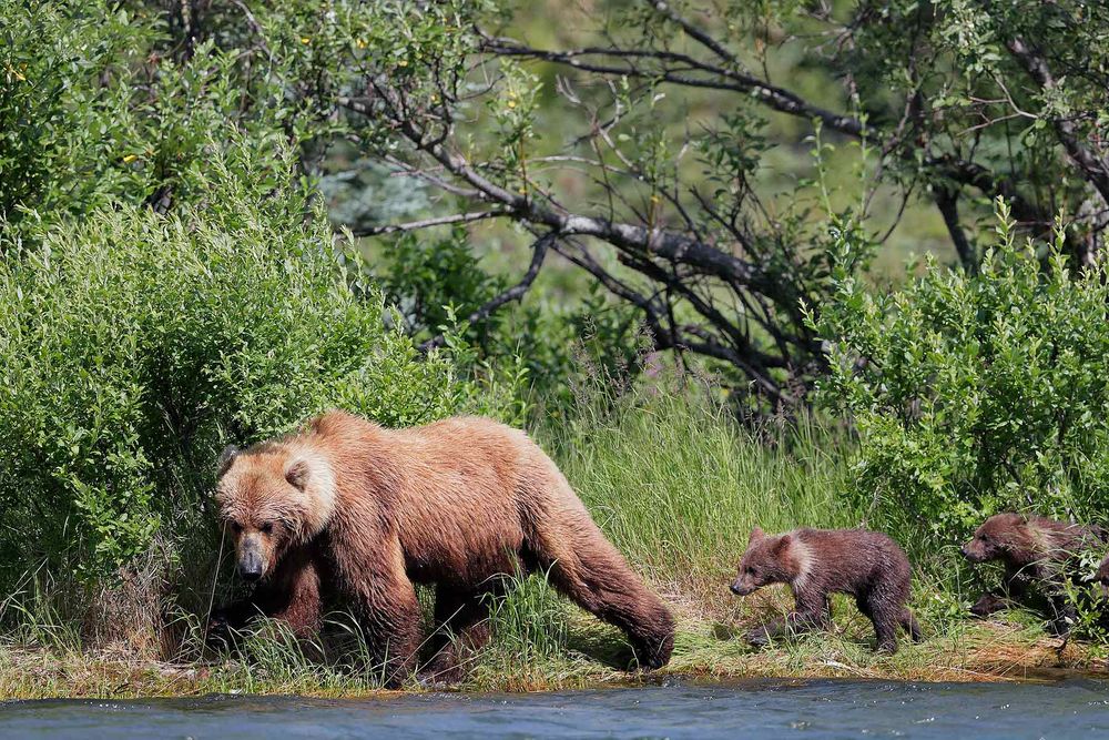 Coastal-brown-bear-with-cubs-looking-for-salmon_A3I7217-Alagnak-River,-Katmai-National-Park-&-Preserve,-AK,-USA.jpg