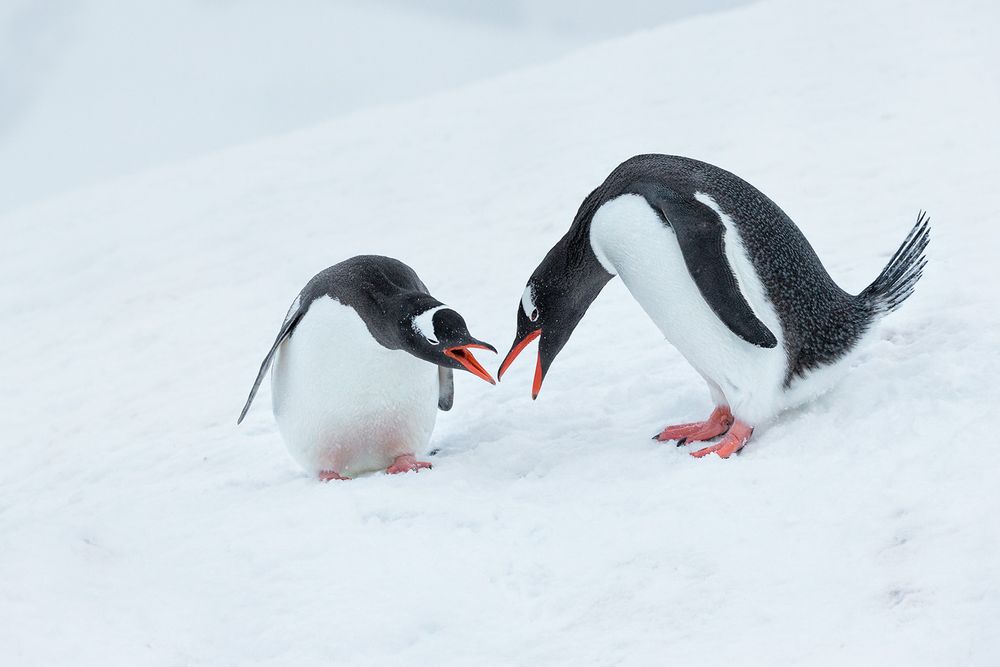 Gentoo-penguins-courting-behavior-in-the-snow_E7T7697-Cuverville-Island,-Antarctica.jpg