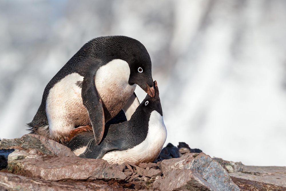 Adelie-penguins-mating-together_E7T6913-Petermann-Island,-Antarctica.jpg