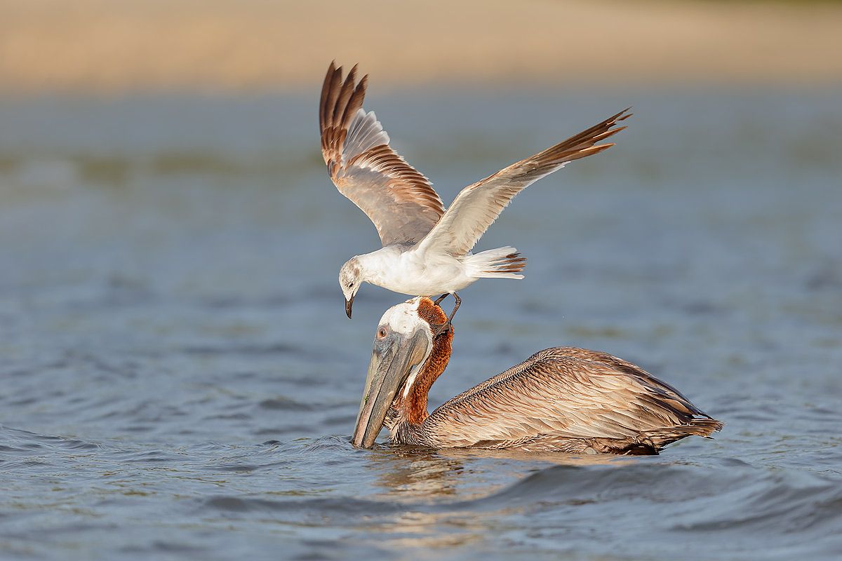 brown-pelican-with-gull-feeding_b8r9292-alafia-banks-gibsonton-fl-usa1.jpg