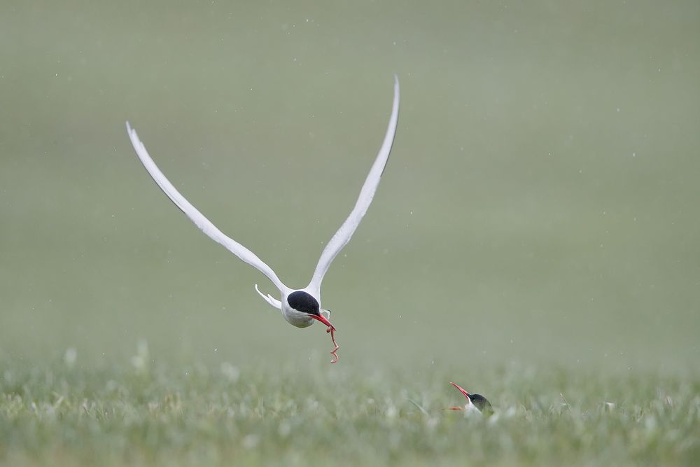 Arctic-tern-offering-a-worm_A3I6209-Latrabjarg-hotel,-West-Iceland.jpg