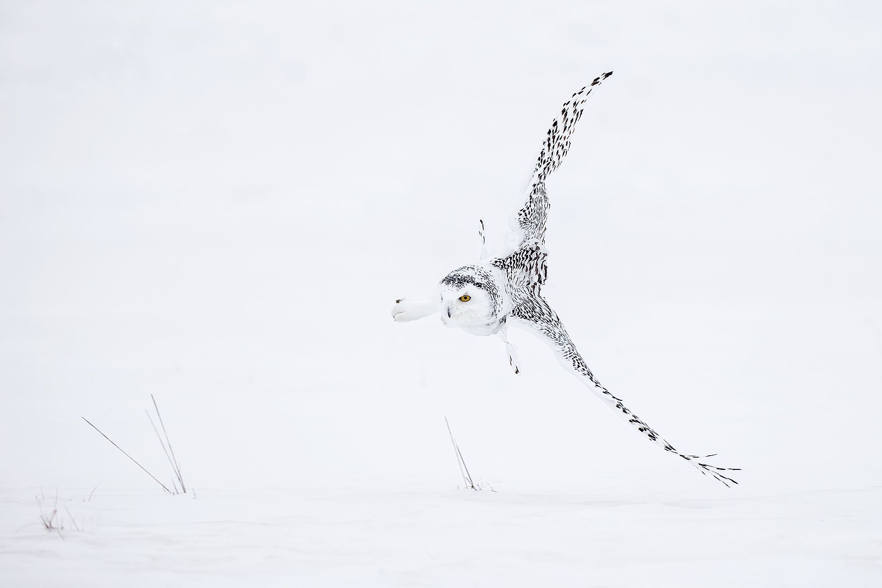 Snowy-owl-banking_F0A5910.jpg