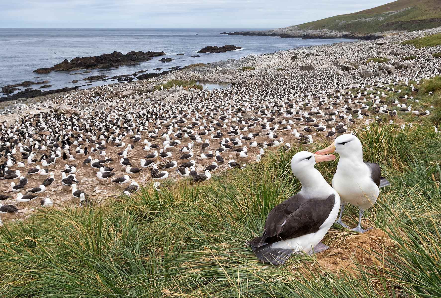 Black-browed-Albatrosses-on-th-edge-of-the-colony_E7T4768-Steeple-Jason,-Falkland-Islands.jpg