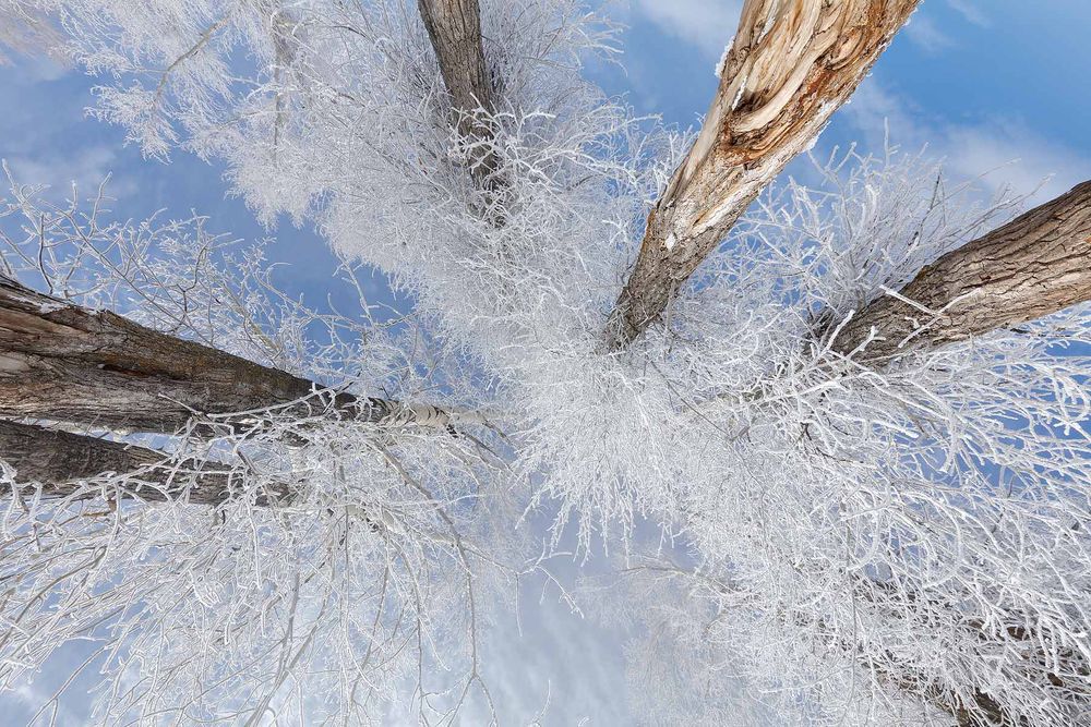 Trees-with-morning-frost_3L9A5510-Lamar-Valley,-Yellowstone-National-Park,-WY,-USA.jpg