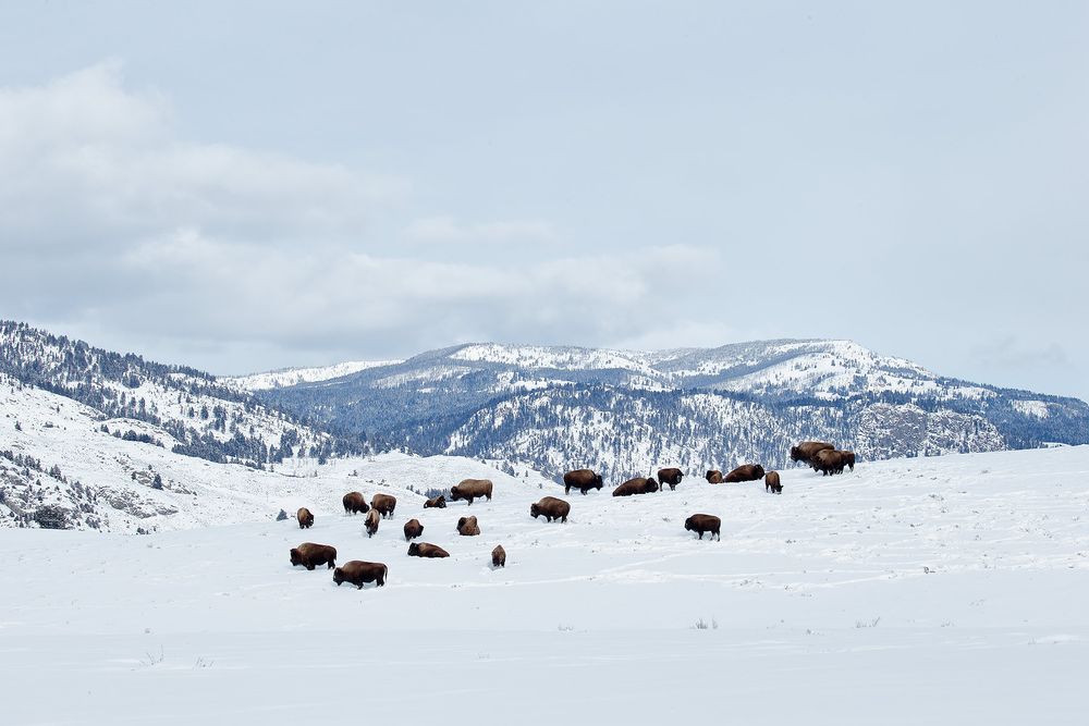 Bison-herd-in-the-snow_B8R5644-Lamar-Valley,-Yellowstone-National-Park,-WY,-USA.jpg