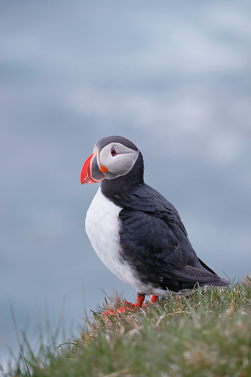 Atlantic-puffin-on-cliff-edge_A3I3369-Latrabjarg,-West-Iceland.jpg