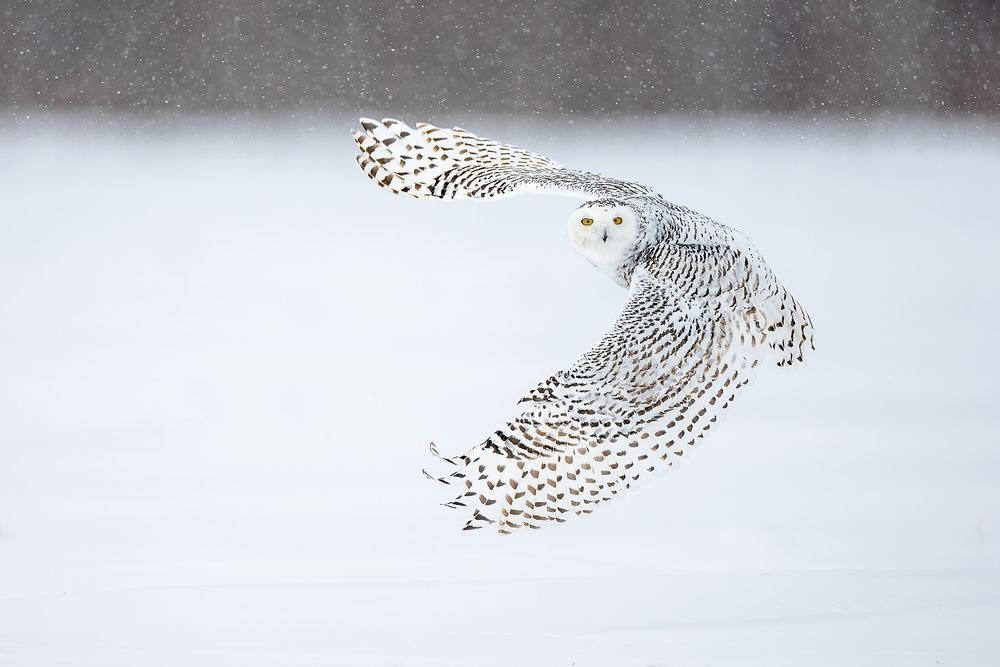 Snowy-owl-banking-in-snow_F7A6497.jpg