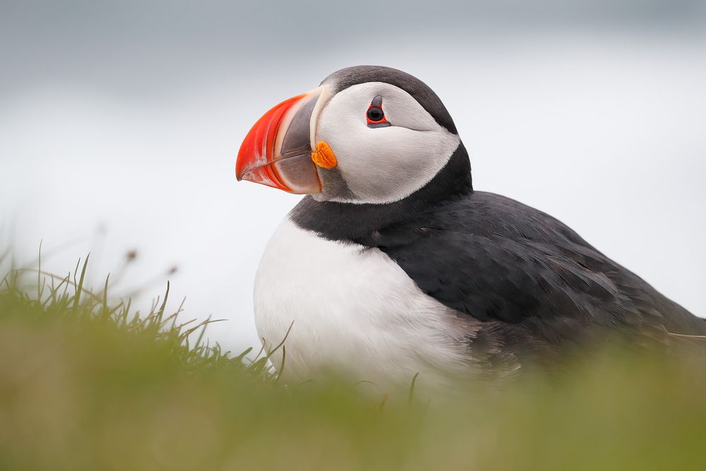 Atlantic-puffin-with-green-border_A3I3148-Latrabjarg,-West-Iceland.jpg