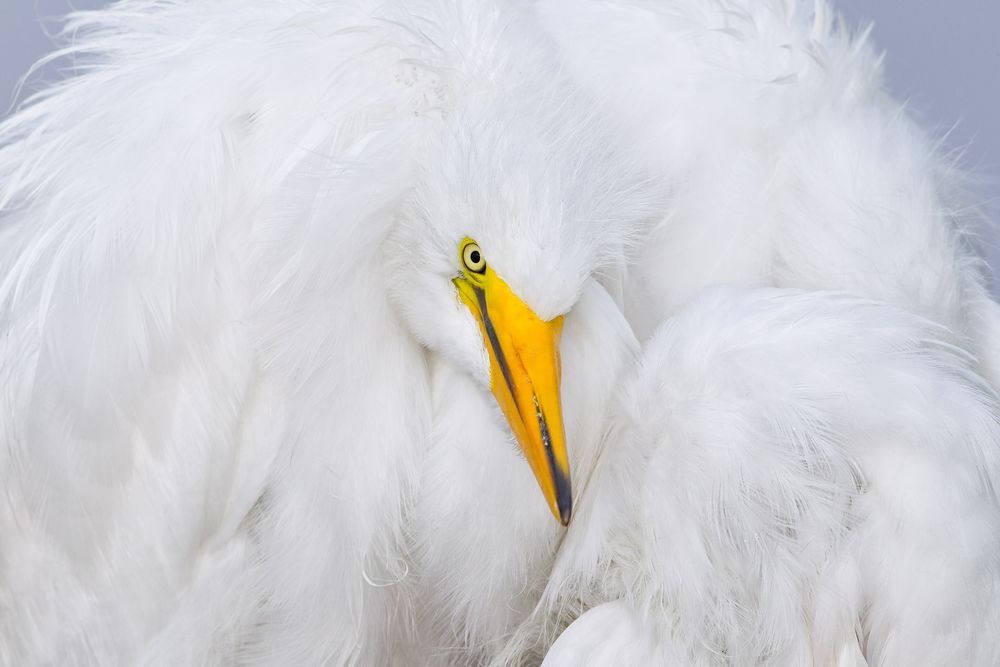 Great-Egret-Chick-close-up-with-fluffy-feathers_M7E8335-Gatorland,-Orlando,-FL.jpg
